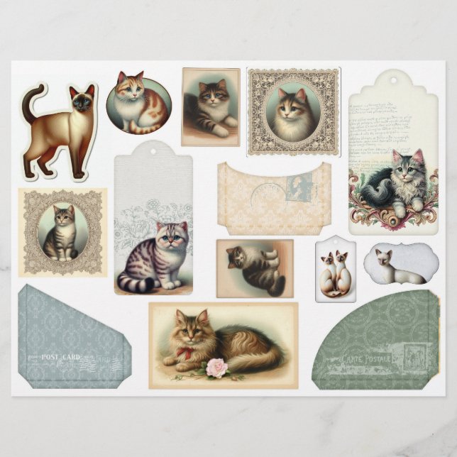 Papier Une grande enveloppe plus de beaux chats dans des  (Devant)