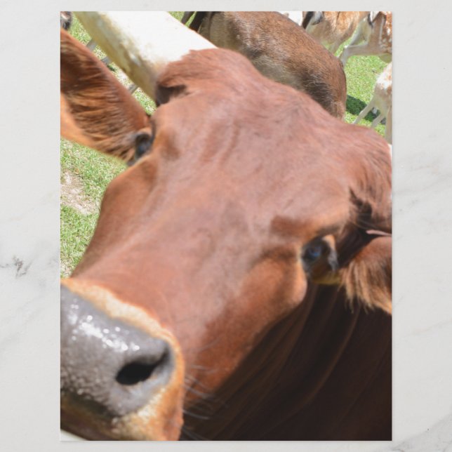 Papier Vache Safari Brown (Devant)