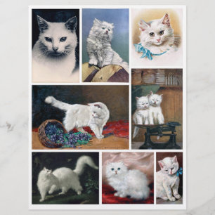 Papier Véritables images de chats blancs (pas d'IA) de l'