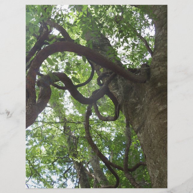 Papier vieilles vignes enchevêtrées dans l'arbre (Devant)