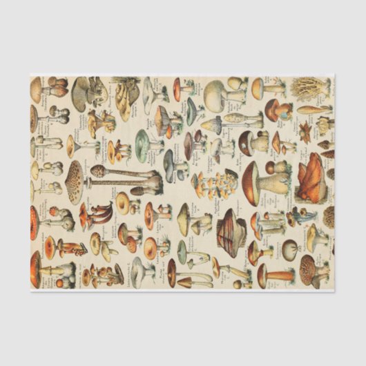 Papier voor Collectie van paddenstoelen (Voorkant)