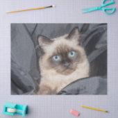 Papier voor kat van Siamese (Craft)