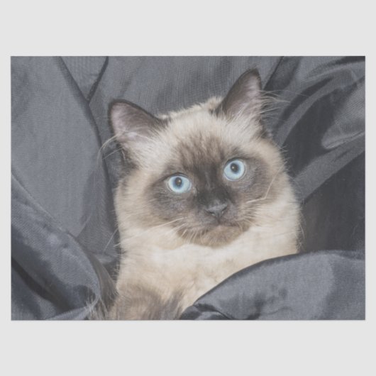 Papier voor kat van Siamese (Voorkant)