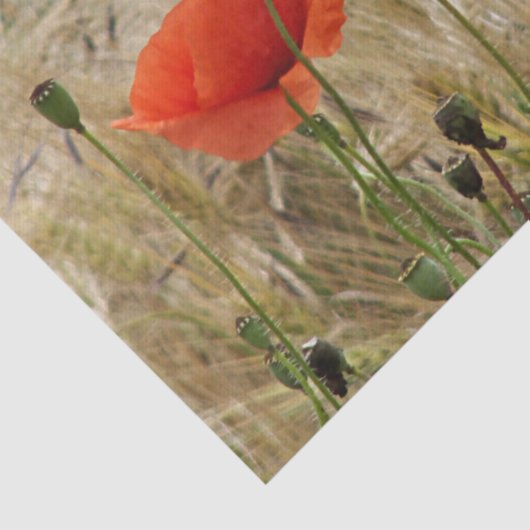 papier voor rode zomerbloem (Detail)