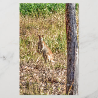 PAPIER WALLABY DANS LE QUÉENSLAND RURAL AUSTRALIE
