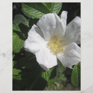 Papier White Beach Plum Rose
