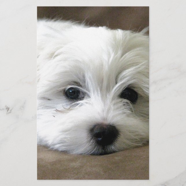 Papier Yeux de chiot (Devant)