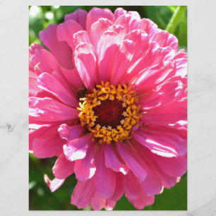 Papier Zinnia rose