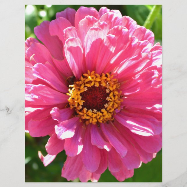 Papier Zinnia rose (Devant)