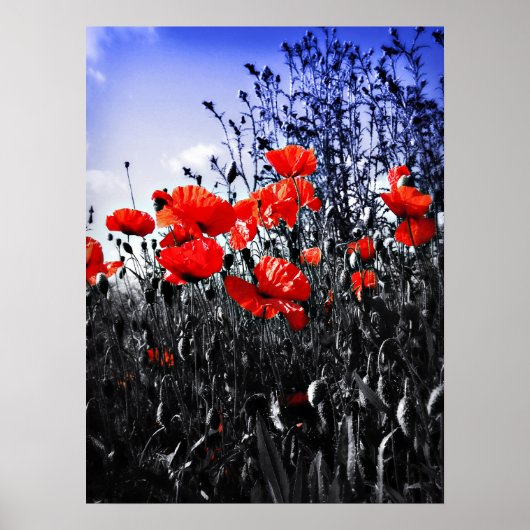 Papierafdrukken Poster (Voorkant)