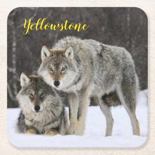Papieren Onderzetter Set-Yellowstone Wolf (Voorkant)