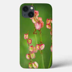 Papierharten (Rumex Woodii), Ukhahlamba iPhone 13 Hoesje