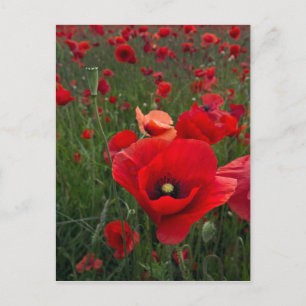 Papierkaart met papaverbericht briefkaart