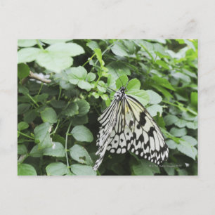 Papiermijt Butterfly (Idea leuconoe) op wijnstokke Briefkaart