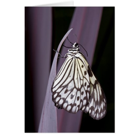 Papiermijt vlinder op paars (Voorkant)