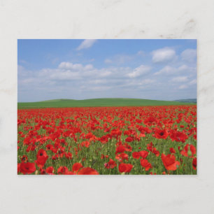 Papierveld Briefkaart