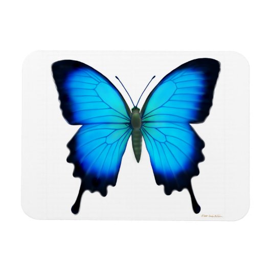 Papilio bleu Ulysse Papillon Magnet Premium (Horizontal)
