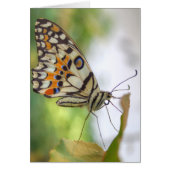 Papilio demoleus (Devant)