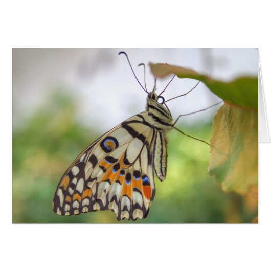 Papilio demoleus (Devant horizontal)