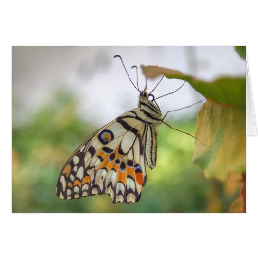 Papilio demoleus (Voorkant Horizontaal)