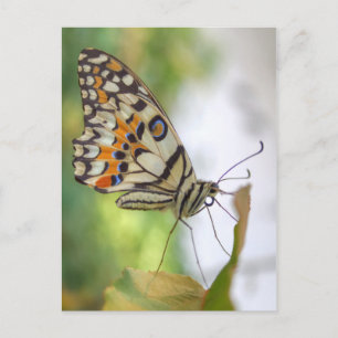 Papilio demoleus briefkaart