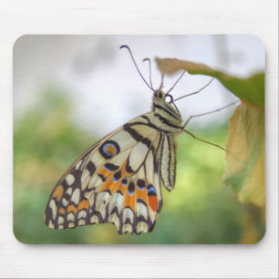 Papilio demoleus muismat