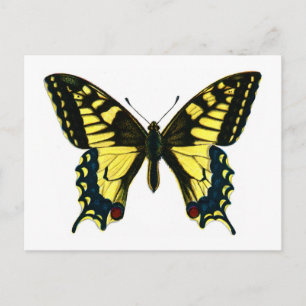 Papilio machaon briefkaart