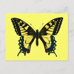 Papilio machaon briefkaart