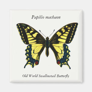 Papilio machaon - Old World Swallowtail Butterfly Magneet
