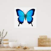 Papilio Ulysses Butterfly Poster (Keuken)