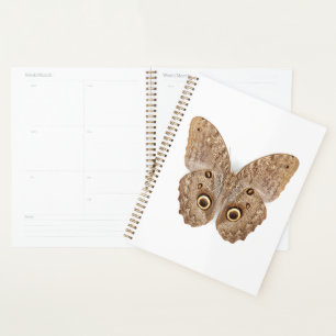 Papillon