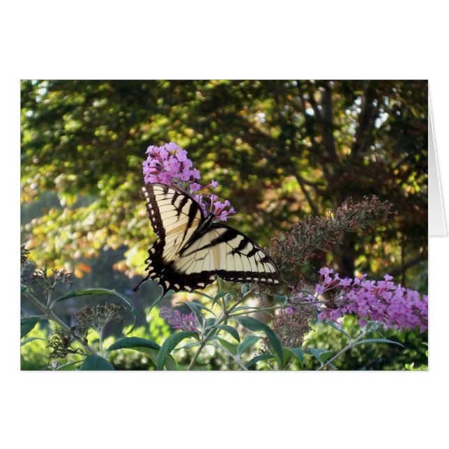 papillon (Devant horizontal)