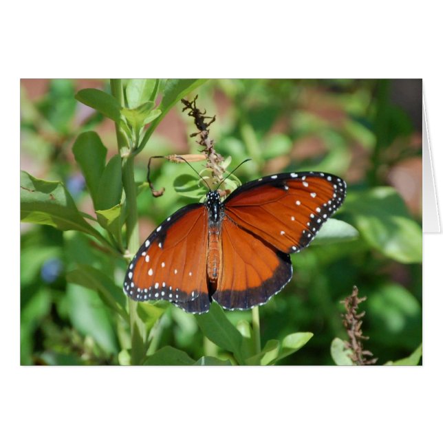 Papillon (Devant horizontal)