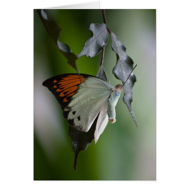 Papillon (Devant)