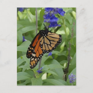 Papillon _176 Carte postale vierge