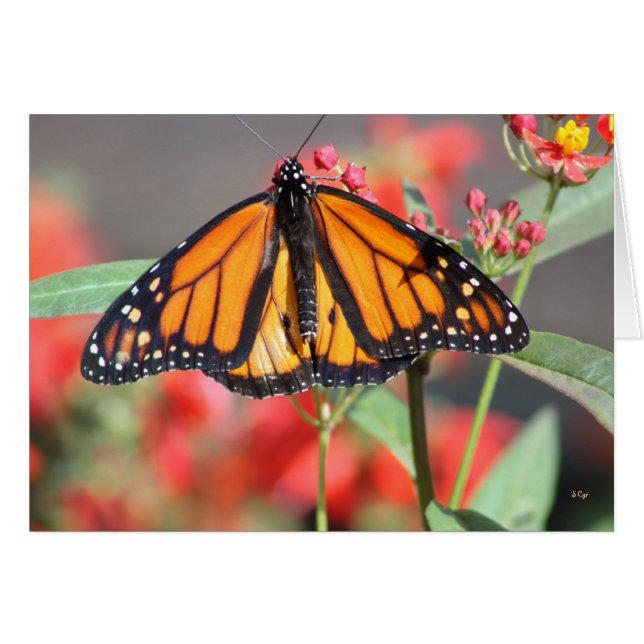 Papillon 1, Merveilleux (Devant horizontal)