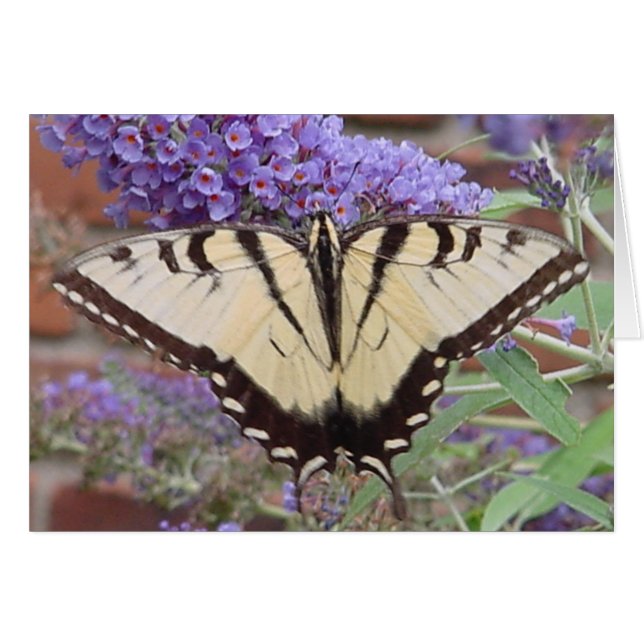 papillon 2 (Devant horizontal)