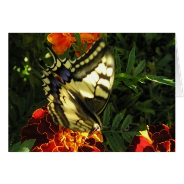 Papillon 2 (Devant horizontal)
