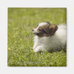 Papillon 2 magneet