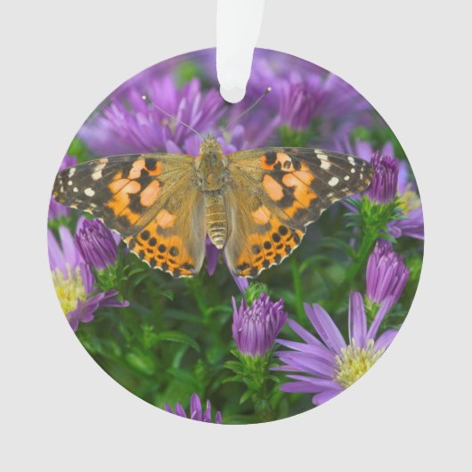 Papillon à ailes angulaires sur fleur conique (devant)
