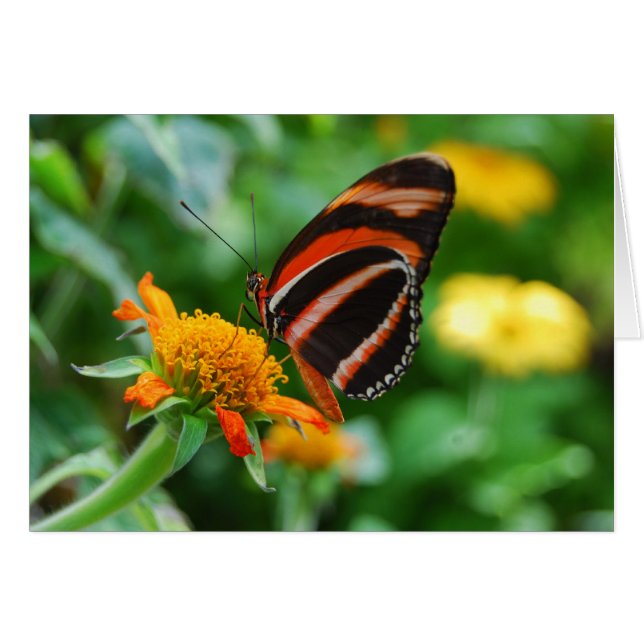 Papillon à bande orange (Devant horizontal)