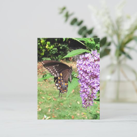 Papillon à épicéa ~ carte postale (Debout devant)