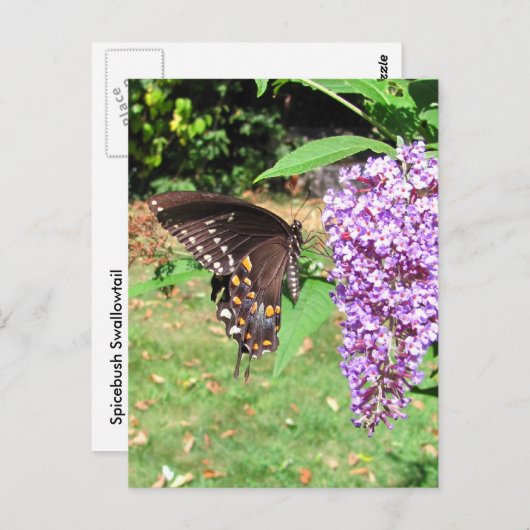 Papillon à épicéa ~ carte postale (Devant / Derrière)