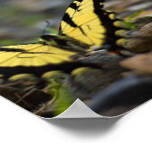 Papillon à queue d'hirondelle sur affiche de gravi (Coin)