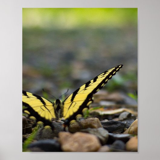 Papillon à queue d'hirondelle sur affiche de gravi (Devant)