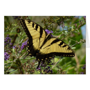 Papillon à queue d'hirondelle sur Buddleia
