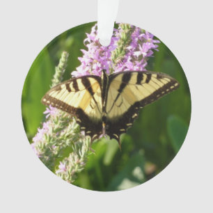 Papillon à queue d'hirondelle sur des fleurs sauva
