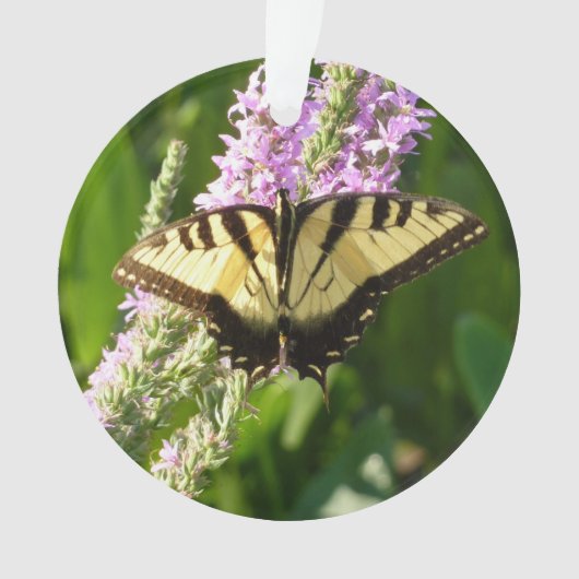Papillon à queue d'hirondelle sur des fleurs sauva (devant)
