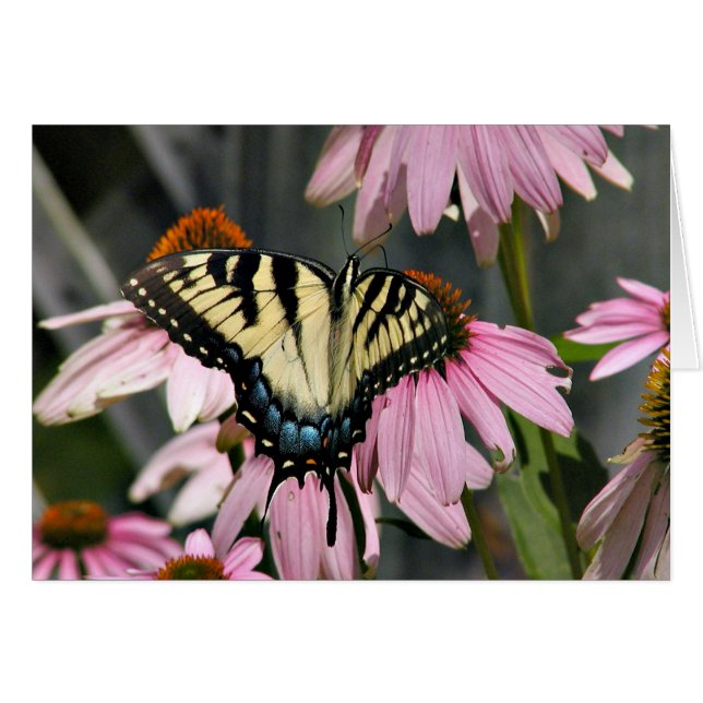 Papillon à queue épaisse de tigre (Devant horizontal)