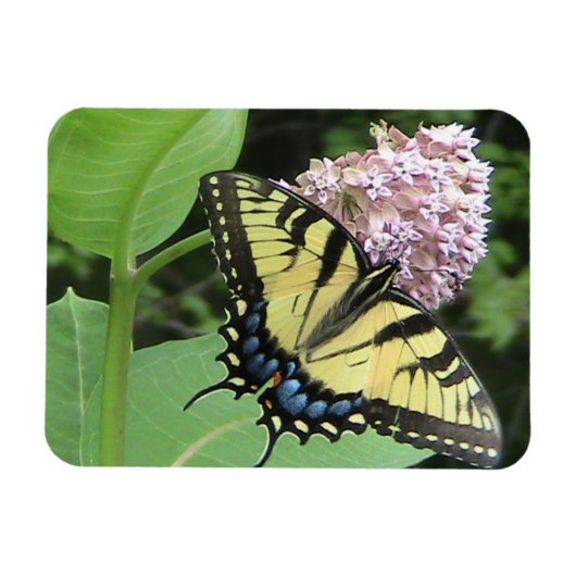 Papillon à queue jaune Flexi Magnet (Horizontal)